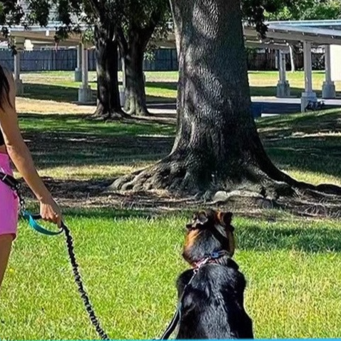 Correa Retráctil Doble para Perros y Gatos con Cinta Reflectante | Control y Libertad para tus Mascotas